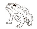 Frog. Black and white image. Coloring book for kids. Isolated, background.